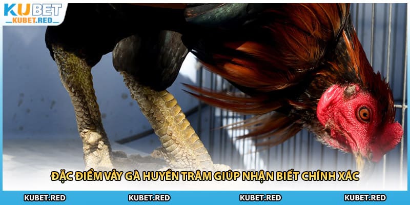 Đặc điểm vảy gà Huyền Trâm giúp nhận biết chính xác