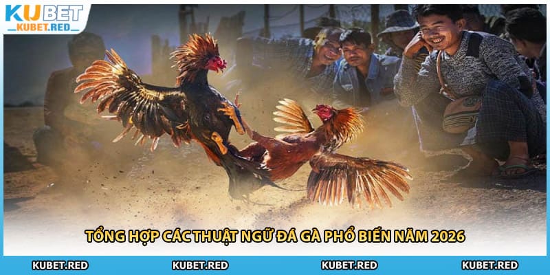 Tổng hợp các thuật ngữ đá gà phổ biến năm 2026